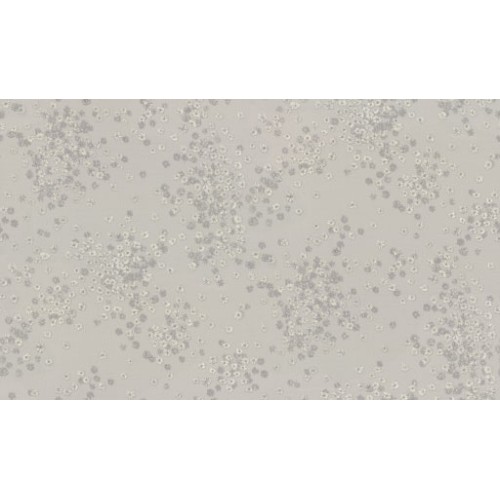 Обои флизелиновые 1.06x10м Euro Decor 7282-11 Герда